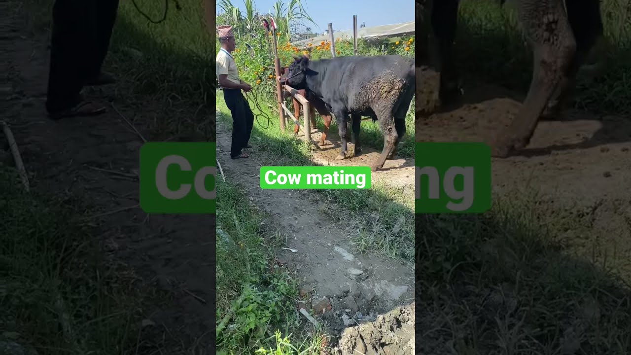 Meeting Video Gir Female Calf || #Girfemalecalfmeetingvideo (9928787671)